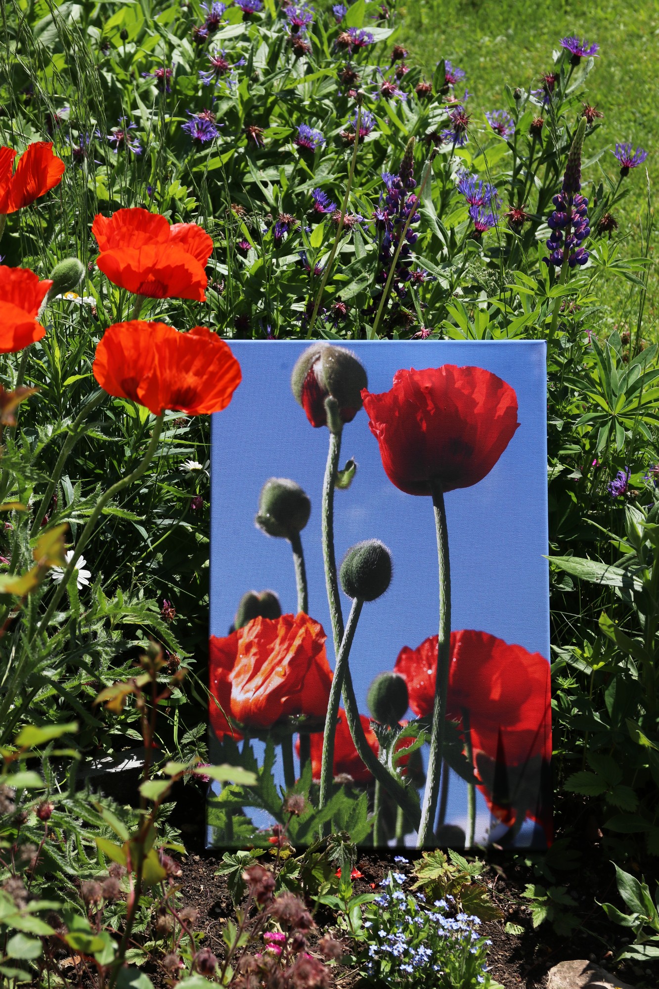 Mohn im Garten