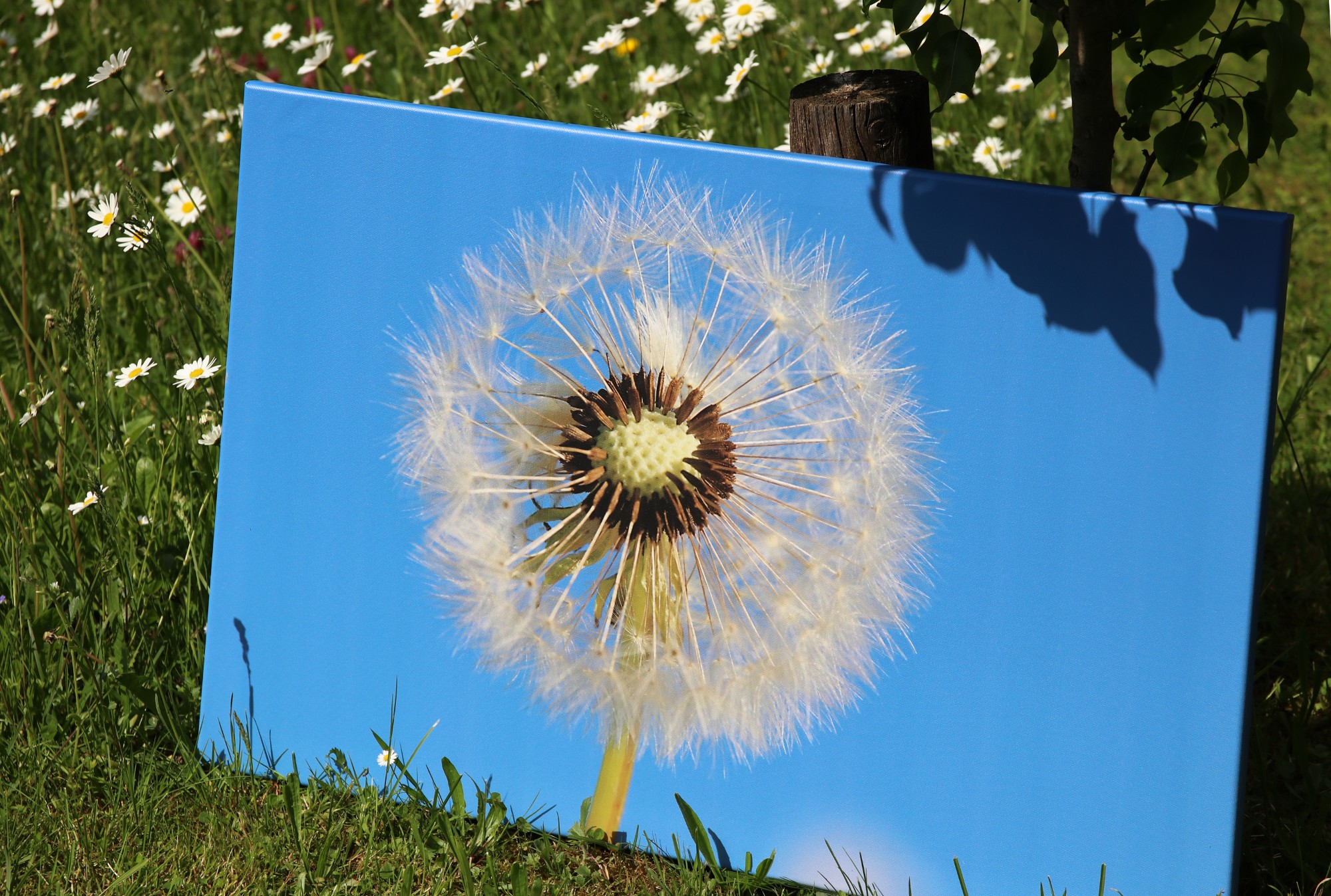 Pusteblume Allgäu